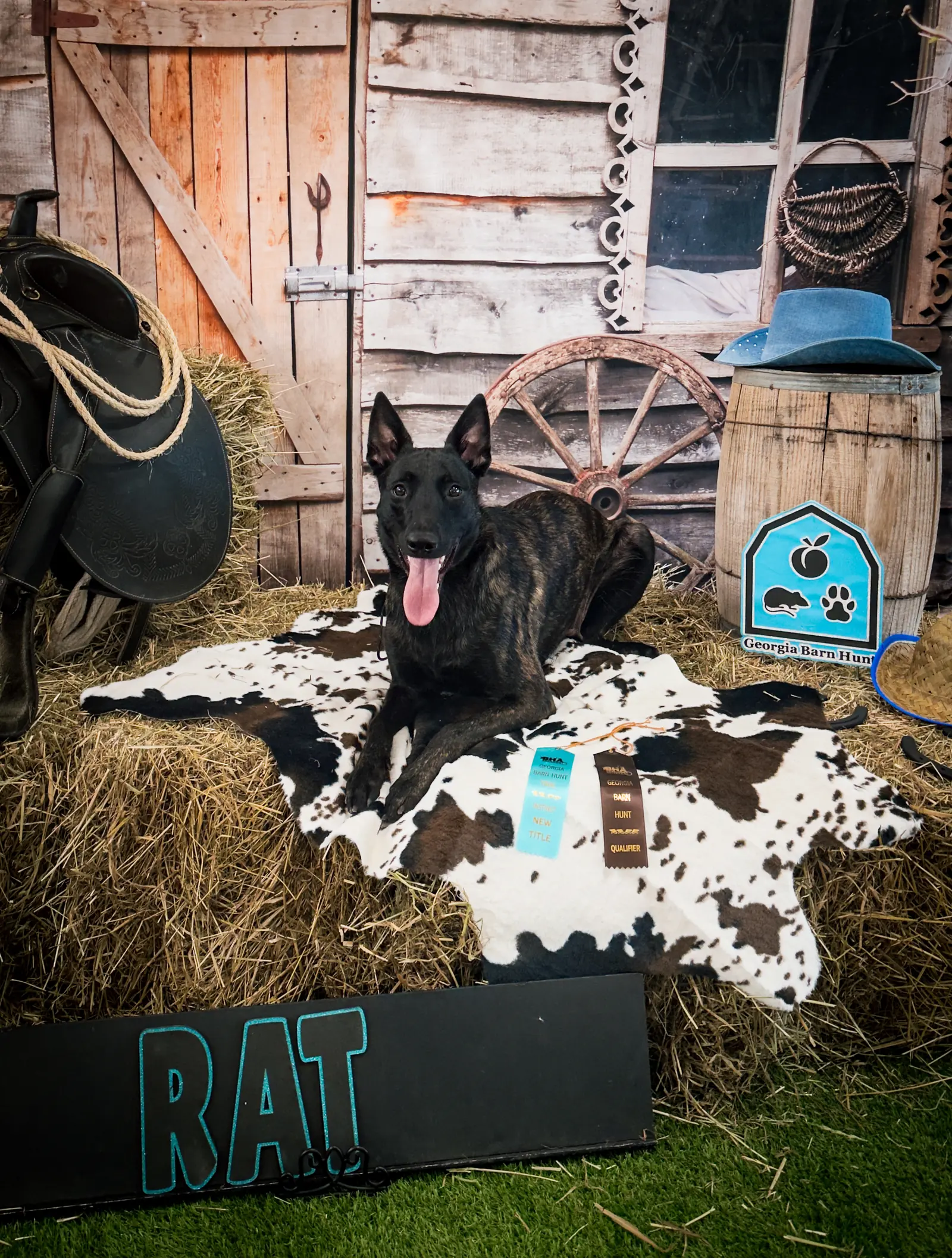 Pet sitting and in-home animal care 9
